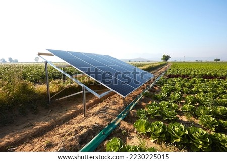 A lettuce field irrigated with solar energy in Turkey. A large area where lettuce is grown. Growing crops with rows of lettuce and renewable energy in a field on a sunny day. Royalty-Free Stock Photo #2230225015