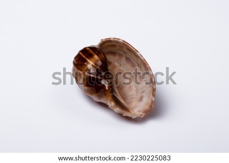 Shell of a karanbol clam on a white background
