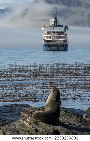 Antarctic fur seal (Arctocephalus gazella) on the shore of South Georgia looking towards an Antarctic expedition ship in the background.