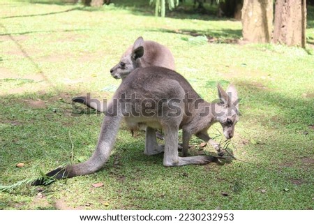 Australian animal kangaroo. At the Indonesian Safari Park Royalty-Free Stock Photo #2230232953