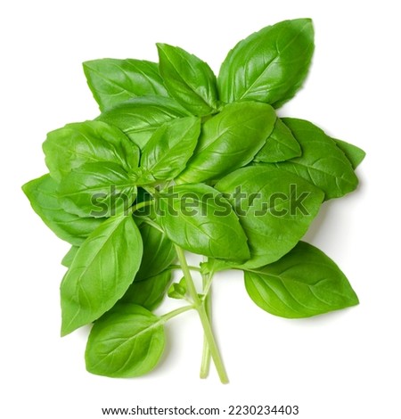 Bunch of fresh sweet basil, from above. Also known as great or Genovese basil, Ocimum basilicum, a culinary herb in the mint family Lamiaceae. A tender plant, used in cuisines worldwide. Photo.