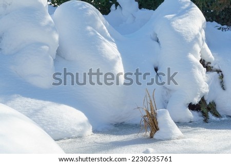 Winter fairy tale in garden. Calm picture of snow-covered garden. Evergreen plants completely covered with white fluffy snow and leaning towards the pond. Nature concept for magic the