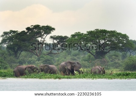 African Elephants in the Murchison Falls National Park. Elephants in the Victoria Nile delta.African safari. 