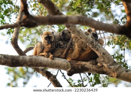 Rufous brown lemur in the Kirindy park. Lemurs on the Madagascar island. Madagascar fauna. Common brown lemurs in the forest.  Royalty-Free Stock Photo #2230236439