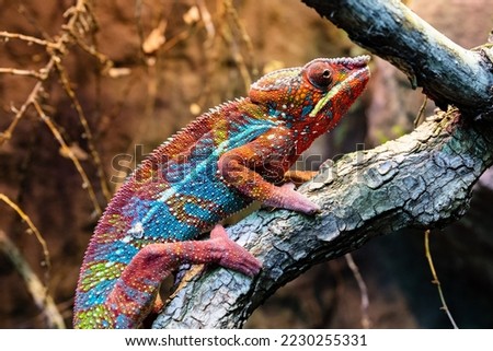 Reunion chameleon. Reptile and reptiles. Amphibian and Amphibians. Tropical fauna. Wildlife and zoology. Nature and animal photography. Royalty-Free Stock Photo #2230255331