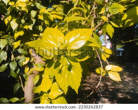 This is a photo of beautiful leaf of  Green Plant. Royalty-Free Stock Photo #2230262837