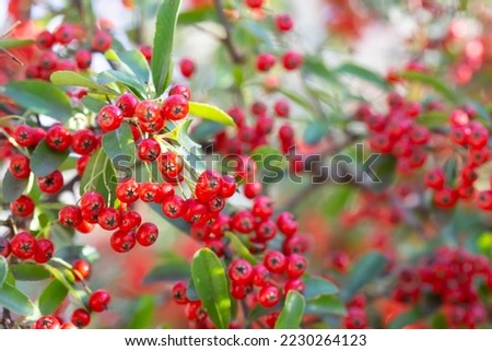 Bokeh background of Brilliant Red Chokeberry Aronia arbutifolia bursting with red berries.