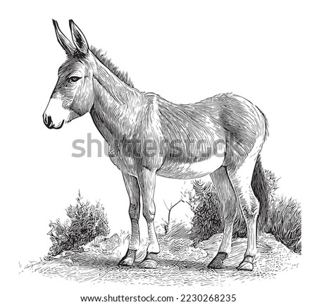 Donkey animal sketch hand drawn sketch, engraving style vector illustration. Royalty-Free Stock Photo #2230268235