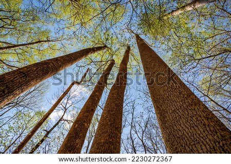 Looking up at large tulip poplar trees (Liriodendron tulipifera) in spring with new green leaves against a blue sky and clouds Royalty-Free Stock Photo #2230272367