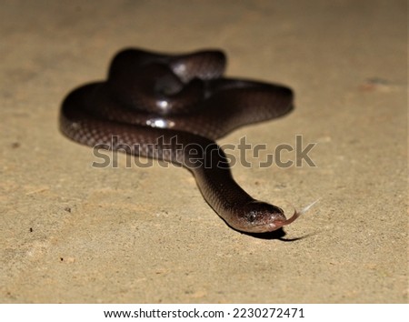 Wolf snake (Lycophidion capense) KwaZulu-Natal South Africa 