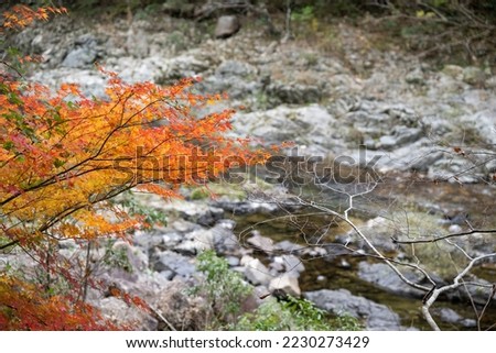 Autumn Chomonkyo Gorge with beautiful autumn foliage and valley Yamaguchi Prefecture