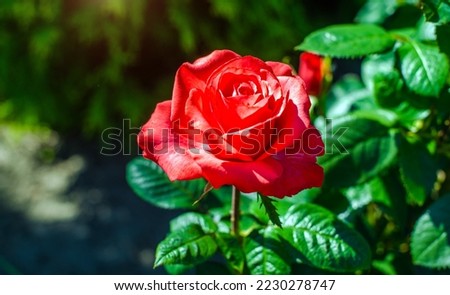 Red roses bloom in the summer in the country garden
 Royalty-Free Stock Photo #2230278747