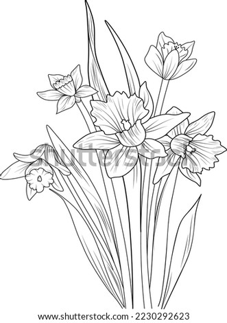 Sketch of outline daffodil flower coloring book hand drawn vector illustration artistically engraved ink art blossom narcissus flowers isolated on white background clip art  