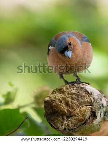 Common chaffinch (Fringilla coelebs) in the forest. Cute British finch. Royalty-Free Stock Photo #2230294419