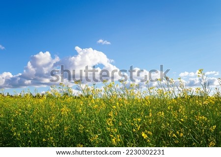 A beautiful summer picture of a Finnish mustard field.
