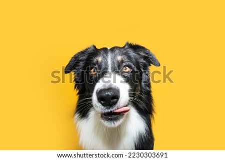 Portrait hunbgry border collie dog licking its lips with tongue looking at camera. Isolated on yellow background