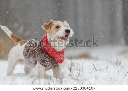 Dog in a red knitted scarf and brown sweater. Jack Russell Terrier stands in the forest in the snowfall. Blurred background for the inscription. Christmas concept.