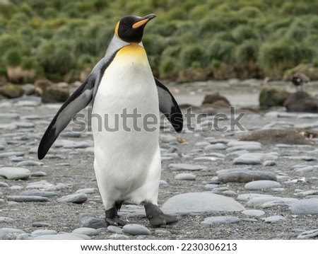 single king penguin King penguin (APTENODYTES PATAGONICUS) in South Georgia posing in front of green tussock grass - background