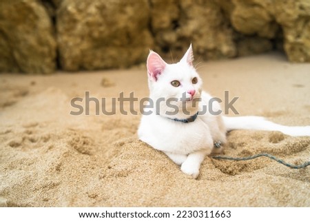young all-white cat on a walk in a tourist spot. A cat in a harness and on a leash walks, sits, lies. Traveling with a cat