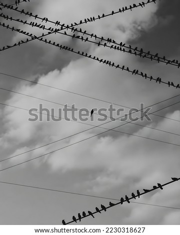 birds are standing on electric cable with monochromatic  Royalty-Free Stock Photo #2230318627