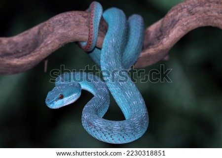 Blue viper snake closeup on branch, blue insularis,Trimeresurus Insularis