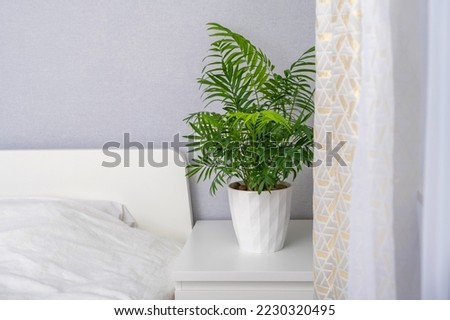 Chamaedorea elegans plant in white flower pot stands on white for planters pedestal on gray background. Stylish and minimalistic urban jungle interior. Home decoration with green plants. Parlour palm. Royalty-Free Stock Photo #2230320495