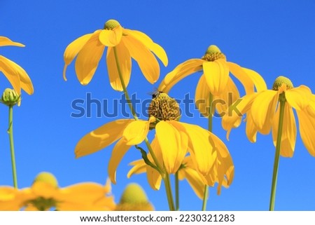 Summer flower on a field in sunny day