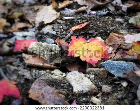 Colorful leafs on rocks with lots of texture