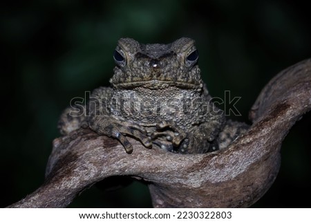Asian giant toad isolated on black background, Phrynoidis asper is a type of river toad