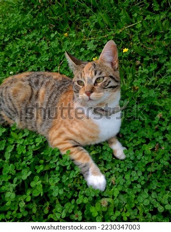 calico cat lying on a clover lawns