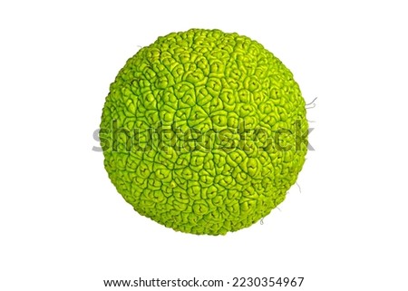 Green fruit of Maclura pomifera (Osage orange) isolated on a white background with clipping path. Macro photography, focus stacking