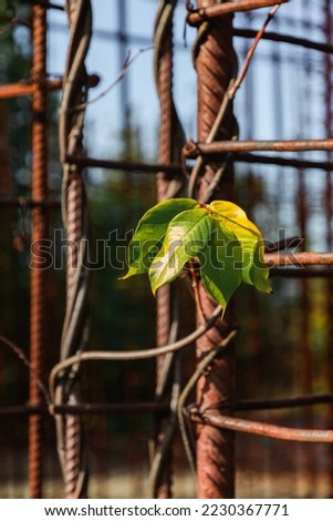 The plant winds along the steel bars of the reinforcement. A lot of green and yellow leaves of a climbing plant. Bright and colorful plants in autumn on a sunny day. Vertical image. 