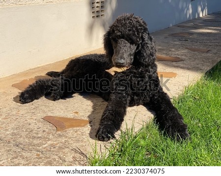 Standard Poodle puppy enjoying himself Royalty-Free Stock Photo #2230374075