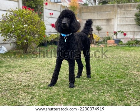 Standard Poodle with new haircut Royalty-Free Stock Photo #2230374919