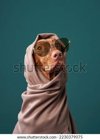 Hungarian Vizsla dog in glasses and a scarf. Funny pet in human clothes