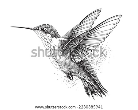 Hummingbird sketch hand drawn Side view, engraving style vector illustration.