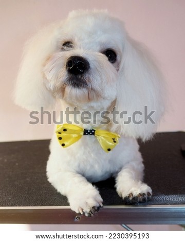 grooming a Maltese lapdog with a yellow bow around its neck . a white Maltese woman with a short plush haircut sits on a grooming table after bathing and haircuts