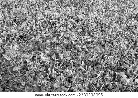 Gray meadow with white clover flowers, top view. Background from clovers flowers in grass for a poster, calendar, post, screensaver, wallpaper, postcard, banner, cover, website. High quality photo