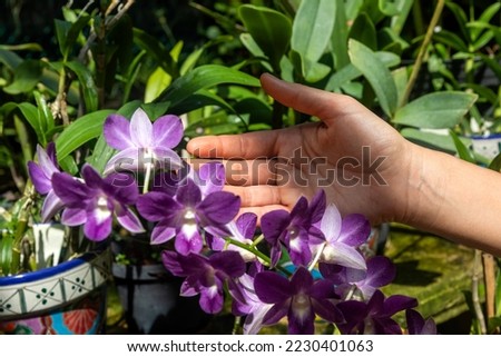 Photograph of a hand touching some beautiful and colorful flowers in a bromeliad and orchid park in Xcaret Park in Mexico, a place very visited by tourists in the Mexican Mayan Riviera.