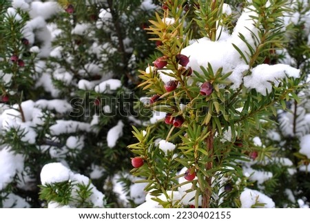 
yew bush covered with fresh snow