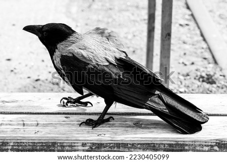 Portrait of a Crow, Close Up in Black and White