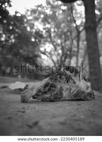The image you see is a black and white photo of a tree leaf that has fallen on the ground due to the autumn season, along with the background of the trees, which has a little noise in it due to the be
