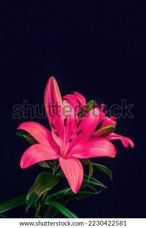 Stunning pink lily on a dark background. Rich saturated color. Abstract nature background. Still life. Colorful flower on dark tone wall. Royalty-Free Stock Photo #2230422581