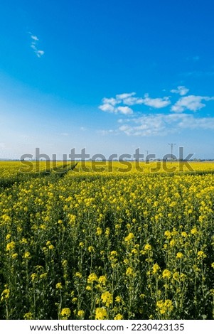 Gorgeous yellow canola field blooming rapeseed farm backlit with sunset light. Big agricultural field planted with numerous yellow flowers of field mustard blossoming in springtime. Rapeseed oil in Royalty-Free Stock Photo #2230423135