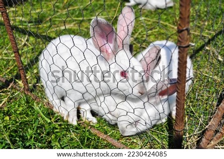 single one white farm rabbit in a breast behind bars grazing