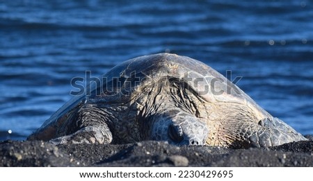 Close up portrait of sea turtle on Punaluʻu Beach in Hawaii