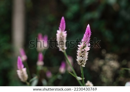 Grass and wild flowers. Beautiful natural countryside landscape. Blooming wild high grass in nature at garden. high quality photo.