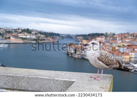 White and gray Seagull bird or seabird standing feet on wall with Douro river and city of Porto on background
