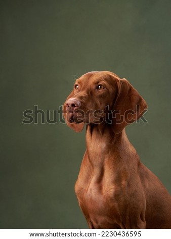 dog on green canvas background. Charming and emotional Hungarian Vizsla