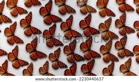 Butterflies are the adult flying stage of certain insects belonging to an order or group called Lepidoptera. Moths also belong to this group. The word "Lepidoptera" means "scaly wings" in Greek